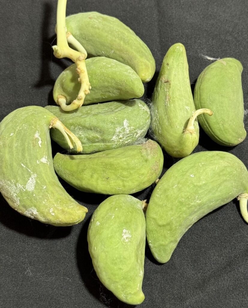 रेगिस्तान में बंजर भूमि पर उगने वाला आक है अब आमदनी का जरिया- रूमा देवी।