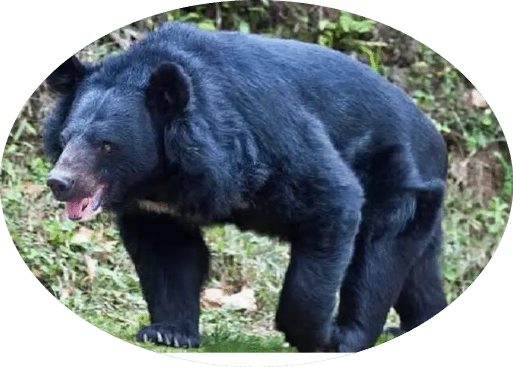 भालू की दस्तक से कुम्हारी ग्राम में दहशत