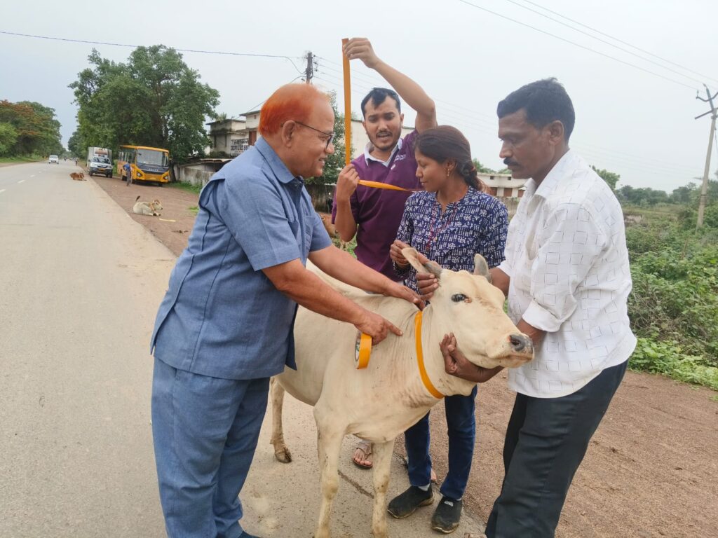 458 मवेशियों को पहनाई गई रेडियम बेल्ट: प्रशासन की अनूठी मुहिम I