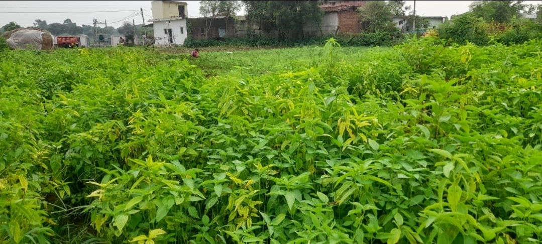 मनरेगा से हुआ कुआं निर्माण, किसान कार्तिक राम ने बढ़ाई सिंचाई सुविधा – सब्जी उत्पादन से मिली अतिरिक्त आय

