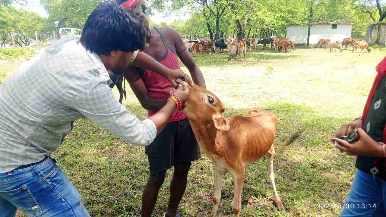 MotherCow: सरखोर में पशु चिकित्सा शिविर का आयोजन,120 मवेशियों को लम्फी बीमारी से बचाव हेतु किया गया टीकाकरण