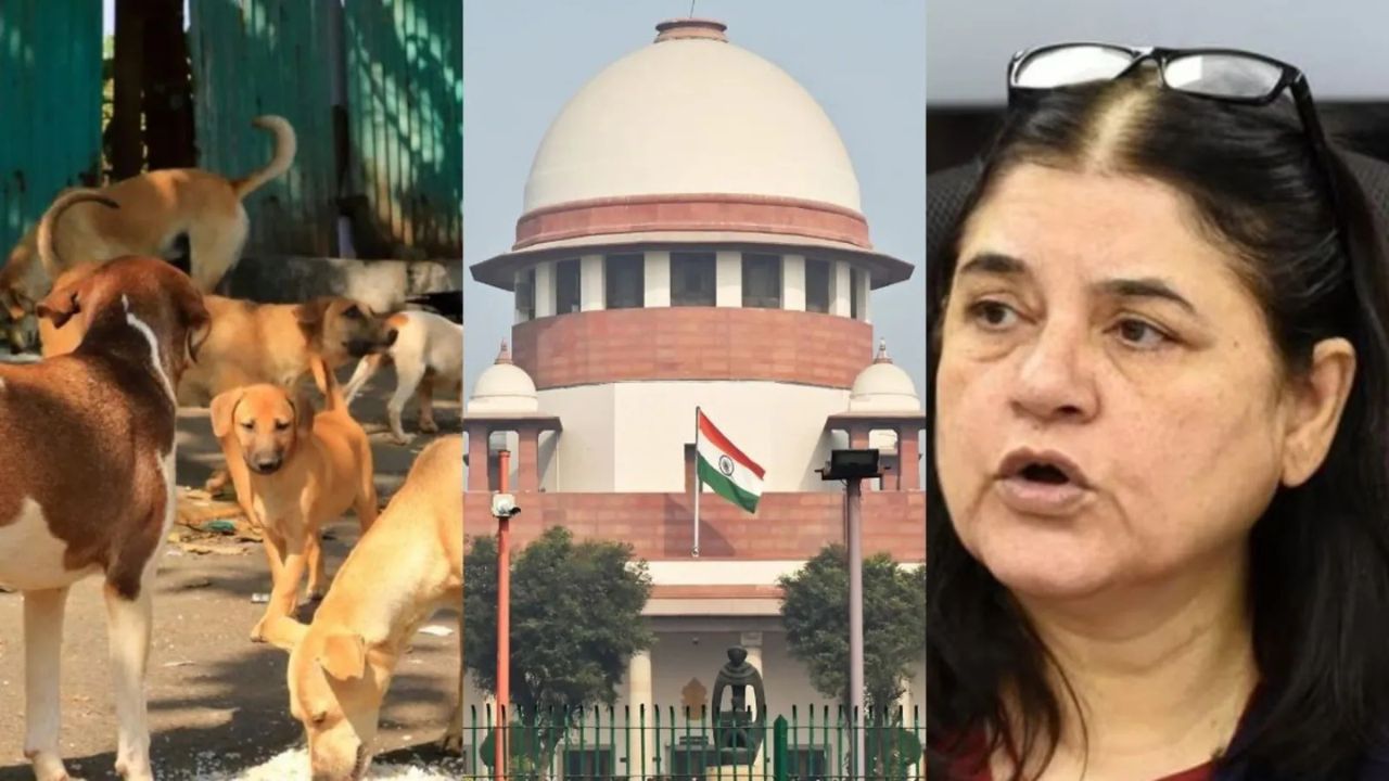 Stray Dogs: मेनका गांधी का आवारा कुत्तों पर बयान! बोली -जानवरों के साथ दुर्व्यवहार किसी भी हाल में स्वीकार्य नहीं