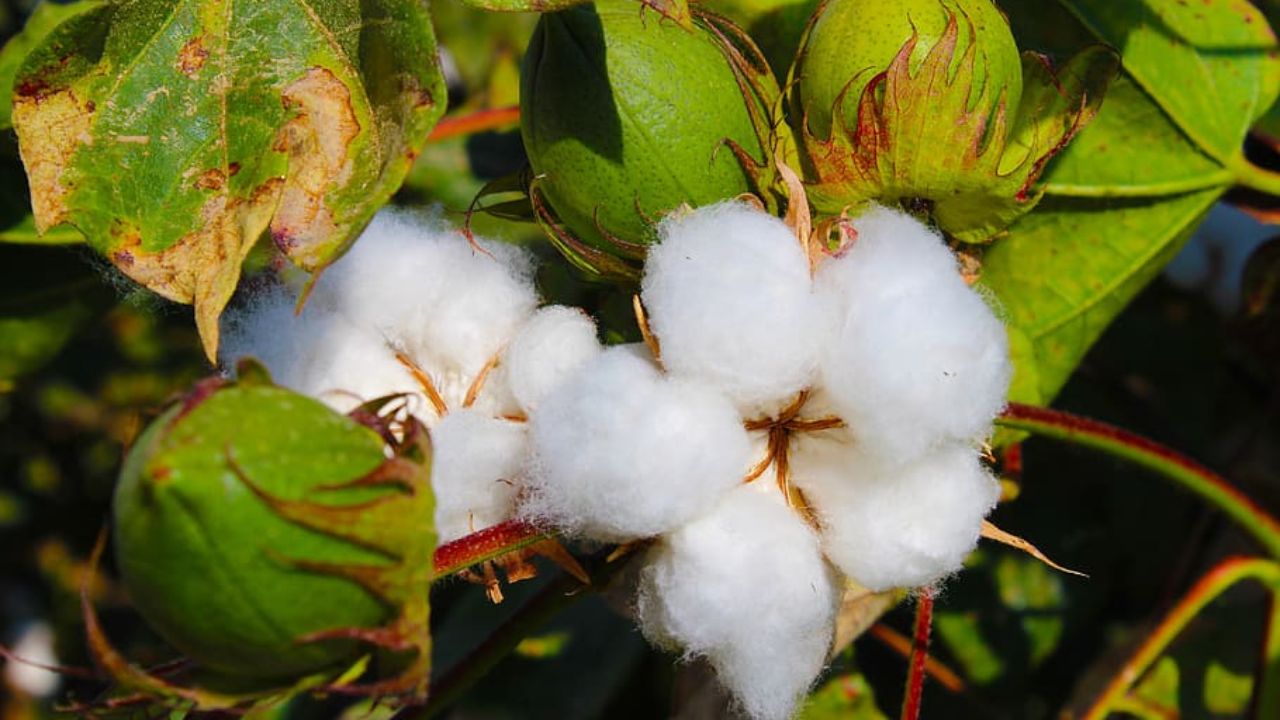 केंद्र ने Raw Cotton पर लगाया कस्टम ड्यूटी और AIDC का पूर्ण माफ़ी, टेक्सटाइल इंडस्ट्री को मिलेगा बड़ा राहत