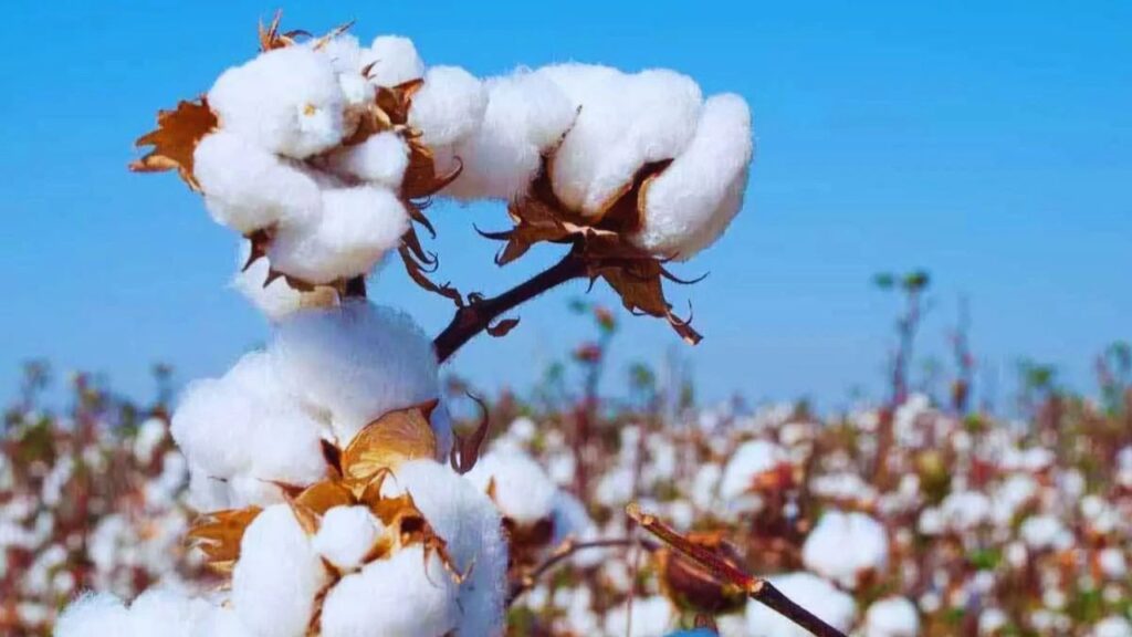 केंद्र ने Raw Cotton पर लगाया कस्टम ड्यूटी और AIDC का पूर्ण माफ़ी, टेक्सटाइल इंडस्ट्री को मिलेगा बड़ा राहत