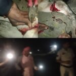 डिग्गी खपरी में गाय के प्रति क्रूरता: 30-35 गायों के पैर में तार बंधा, बजरंग दल ने उठाया मोर्चा