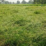 लौटते मानसून से किसानों को भारी नुकसान-युधिष्ठिर नायक