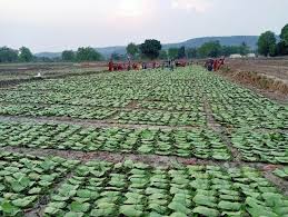 तेन्दुपत्ता का भुगतान अभी तक नही ,भटक रहे  हितग्राही