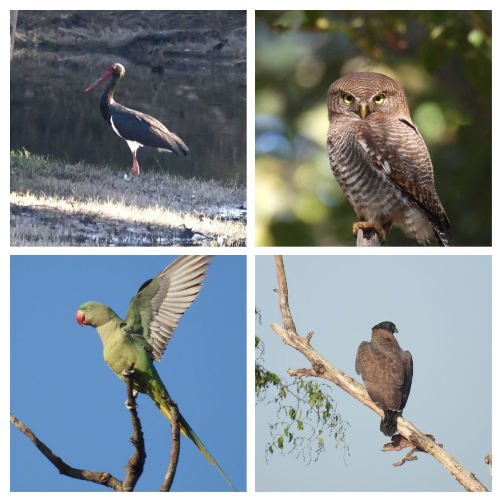 बारनवापारा अभयारण्य में “बर्ड सर्वे 2026” संपन्न, 200 से अधिक पक्षी प्रजातियों का रिकॉर्ड दर्ज