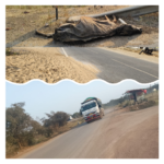 रेत से पट गई सड़क, 15 दिन से सड़ रहा पशु कंकाल: तेज रफ्तार ओवरलोड ट्रकों से राहगीर और छात्र खतरे में, शिकायतों के बाद भी प्रशासन बेखबर