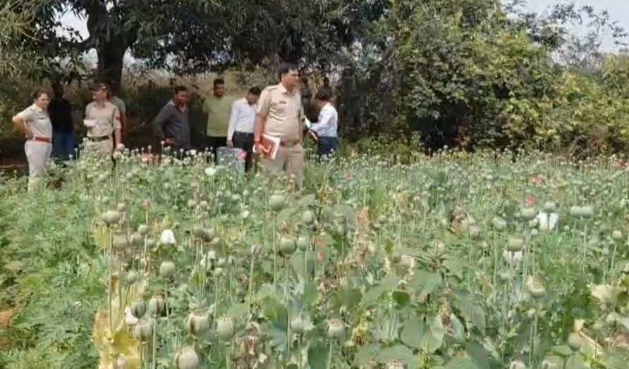 रायगढ़: सब्जी की आड़ में हो रही थी अफीम की खेती, पुलिस ने मारा छापा; मुख्य आरोपी हिरासत में 