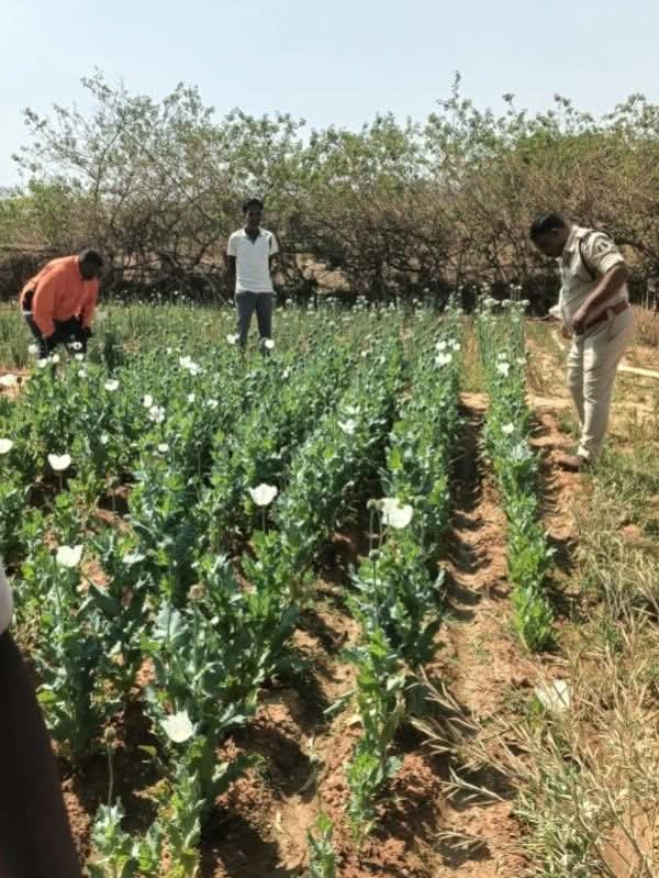 रायगढ़ में अफीम की खेती का ‘सिंडिकेट’? तमनार के बाद अब लैलूंगा में खुलासा; सवालों के घेरे में प्रशासन