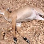 नवाडीह कोसमी में नीलगाय की मौत, कारण अज्ञात – पोस्टमार्टम रिपोर्ट का इंतजार,