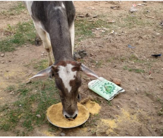 देवभोग में पोषण आहार की गुणवत्ता पर सवाल: बच्चों का भोजन बना मवेशियों का चारा, मानकों की अनदेखी का आरोप  सोयाबीन, मूंगफली और चीनी जैसे आवश्यक तत्वों की कमी, गर्भवती महिलाओं व बच्चों ने खाने से बनाई दूरी