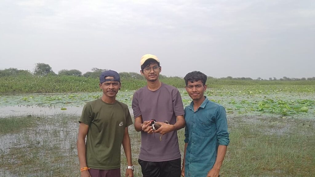 युवान वॉलंटियर्स की सतर्कता से टला शिकार: कर्दा जलाशय में जाल में फंसी टिटहरी को बचाया