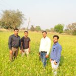 बलौदाबाजार: रागी की खेती से महकी किसानों की किस्मत, धान के बदले अपना रहे फसल विविधीकरण