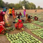 तेंदूपत्ता नीति से कोरबा को नई संजीवनी बढ़ी दर, सीधा भुगतान और बढ़े लक्ष्य से वनांचल परिवारों की आर्थिक तस्वीर बदलेगी