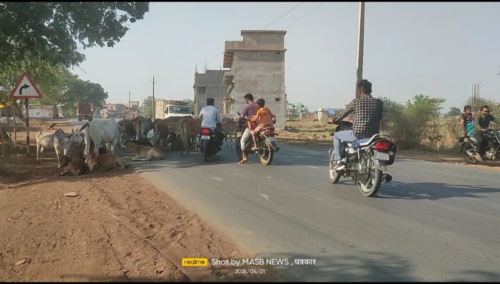 सड़क पर गायों का कब्जा, रुकती सांसें-थमती रफ्तार: पलारी के मेन रोड पर हर दिन हादसे का खतरा, न जिम्मेदार अधिकारी जागे न व्यवस्था संभली