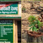 देवगढ़ वन परिक्षेत्र में अवैध कटाई तेज, नए रेंजर के कार्यकाल पर उठे सवाल