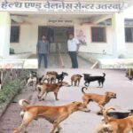 आवारा कुत्तों का बढ़ता आतंक, स्वास्थ्य केंद्रों में बढ़ी मरीजों की भीड़
