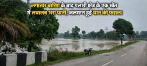 बरसात का कहर: खेतों में लबालब पानी, धान के पौधे डूबे… किसानों की बढ़ी चिंता