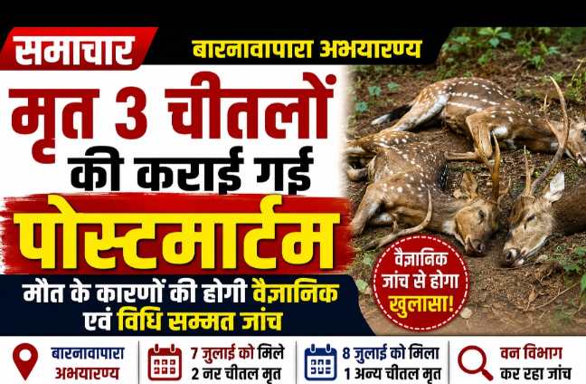 बारनवापारा अभयारण्य में तीन चीतलों की मौत, जांच शुरू
