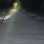 कोठारी-नवागांव मार्ग पर हाथियों का झुंड, आबादी के करीब पहुंचा ⚠️ ग्रामीणों और राहगीरों को सतर्क रहने की अपील, फिलहाल आवागमन से बचने की सलाह
