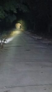 कोठारी-नवागांव मार्ग पर हाथियों का झुंड, आबादी के करीब पहुंचा ⚠️ ग्रामीणों और राहगीरों को सतर्क रहने की अपील, फिलहाल आवागमन से बचने की सलाह