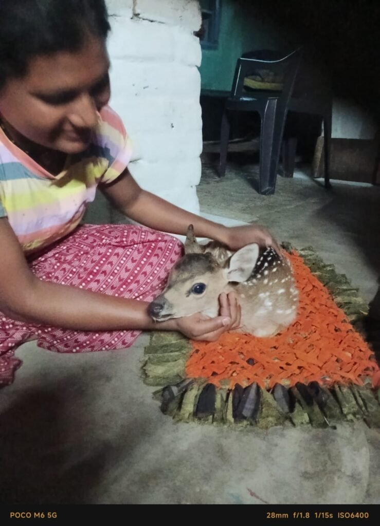 खेत में मिला हिरण का बच्चा, किसान ने दिखाई समझदारी; वन विभाग को दी सूचना