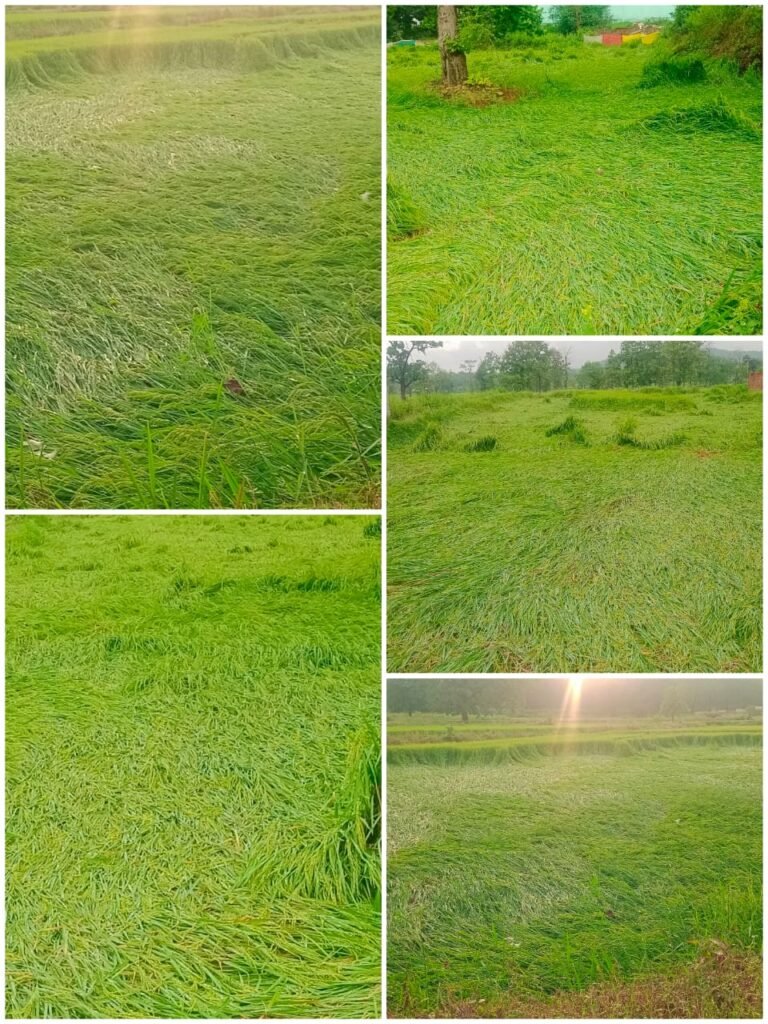 अर्नब तूफान ने मचाई तबाही, किसानों की छीनी मुस्कान; फसल बर्बादी से वनांचल के किसान चिंतित – युधिष्ठिर नायक